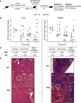 Oral supplementation with yeast β-glucans improves the resolution of Escherichia coli-associated inflammatory responses independently of monocyte/macrophage immune training